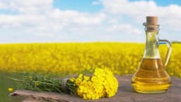 Dầu hạt cải có tốt không? Có tác hại nào không?