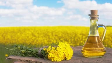 Dầu hạt cải có tốt không? Có tác hại nào không?