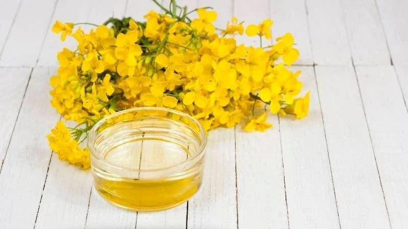 cách sử dụng dầu hạt cải