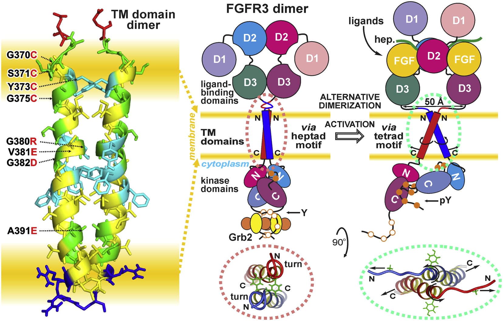 Nguyên nhân gây ra hội chứng người lùn là do đột biến gen FGFR3 
