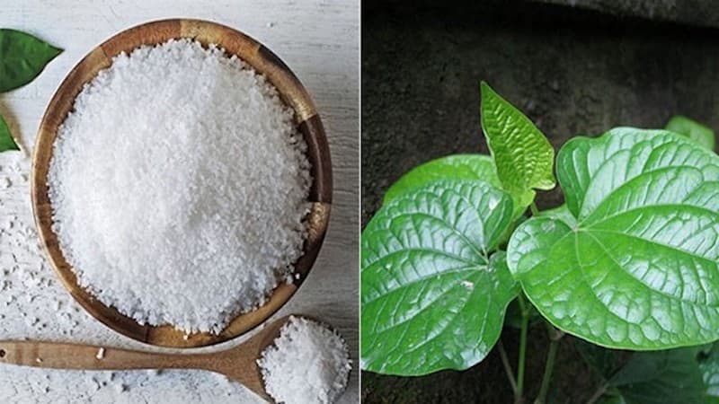 chữa viêm chân răng bằng lá lốt