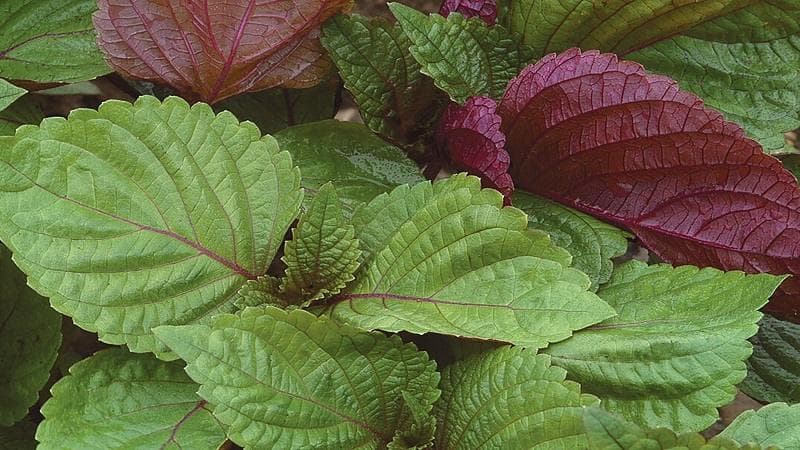 cách uống lá tía tô giảm mỡ bụng