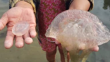Ăn sứa có bị dị ứng không?