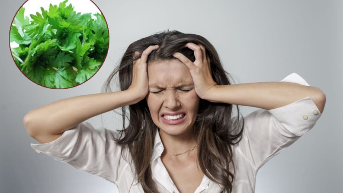 Chườm ngải cứu chữa đau đầu được không? Cách dùng đúng và hiệu quả theo Y học cổ truyền