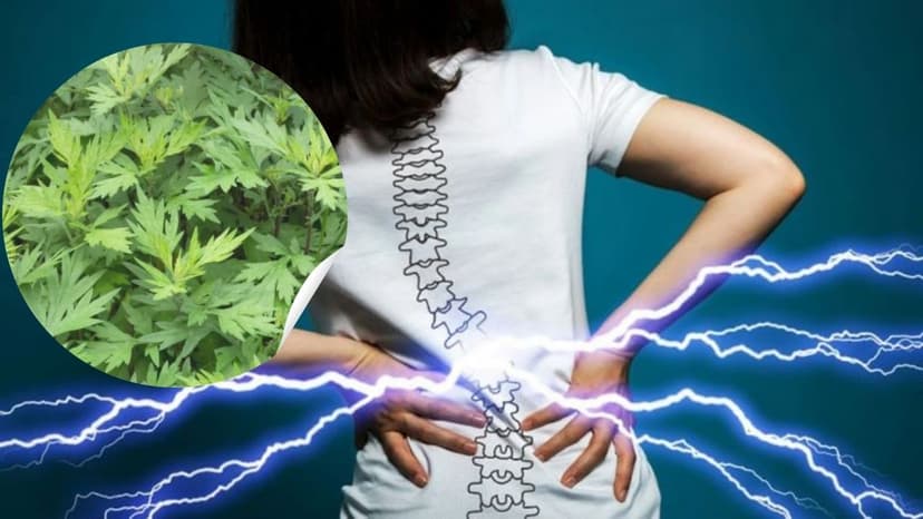 Chườm ngải cứu giảm đau thế nào?