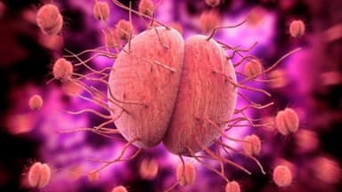 Bệnh chlamydia có chữa khỏi được không?