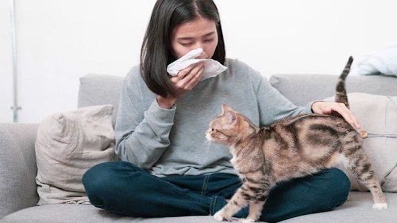 làm sao để hết dị ứng lông mèo