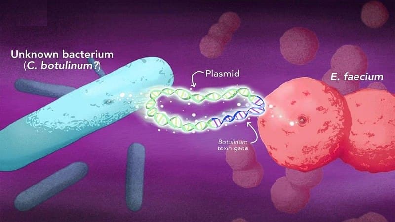 botulinum toxin độc như thế nào
