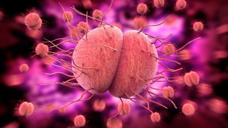 vi khuẩn chlamydia gây bệnh gì