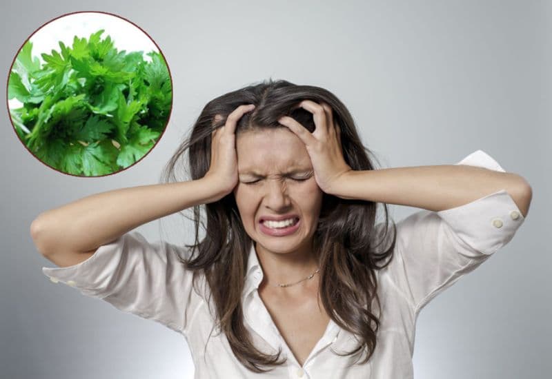 chườm ngải cứu chữa đau đầu