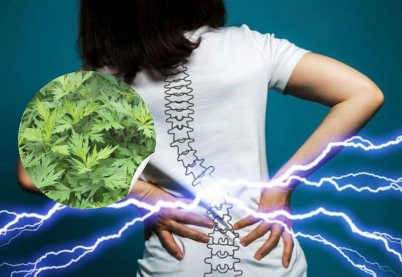 chườm ngải cứu giảm đau
