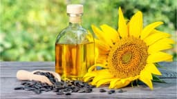 Dầu hướng dương có tốt không?