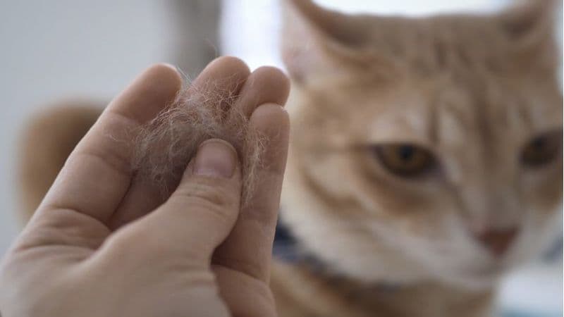 làm sao để hết dị ứng lông mèo