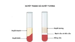 Huyết thanh và huyết tương khác gì nhau?
