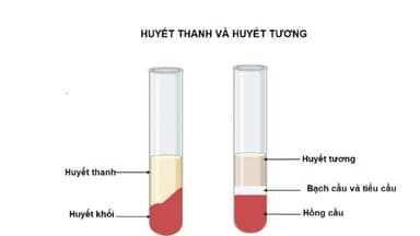 Huyết thanh và huyết tương khác gì nhau?