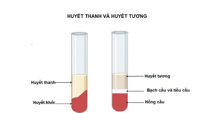 Huyết thanh và huyết tương khác gì nhau?