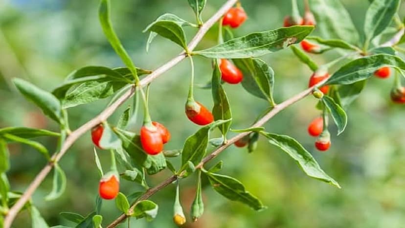 Kỷ tử có tác dụng gì?