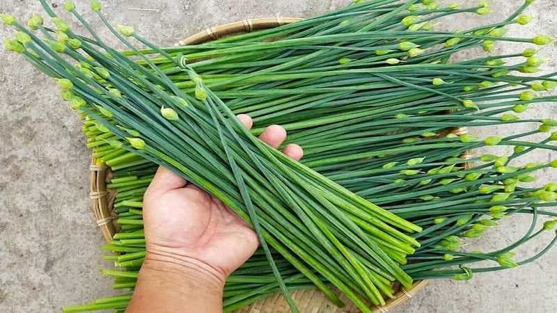 hẹ có tốt cho người suy thận