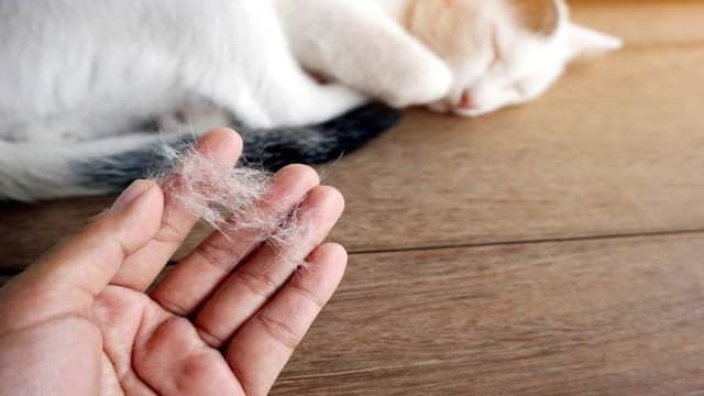 Làm sao để hết dị ứng lông mèo?