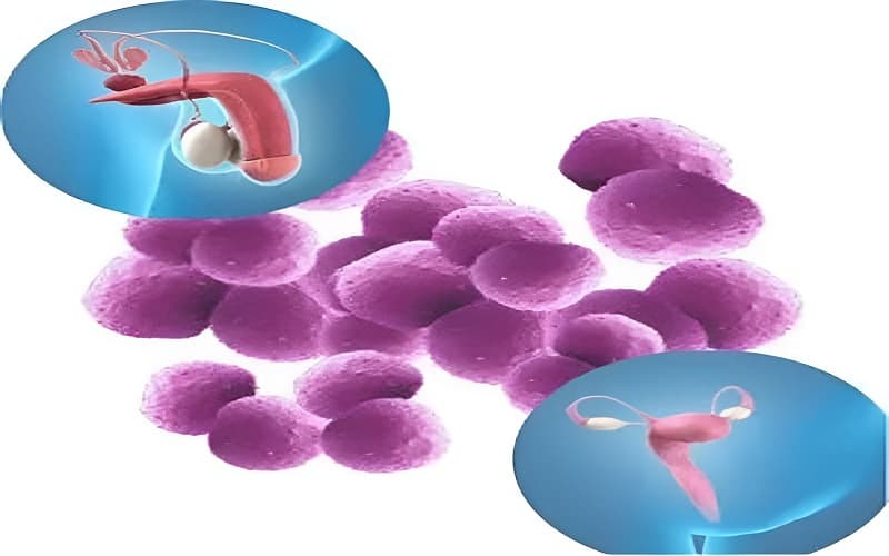 vi khuẩn gây bệnh lậu