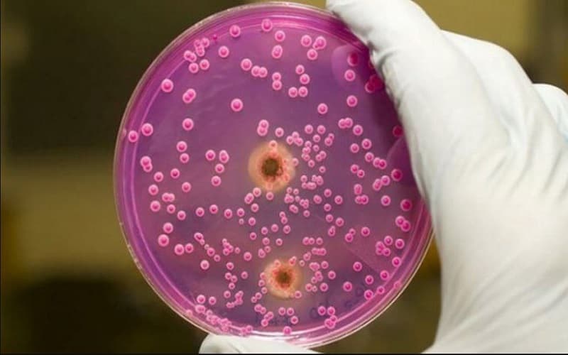 vi khuẩn mycoplasma gây bệnh gì