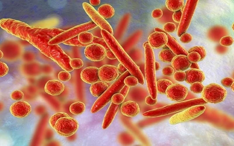 vi khuẩn mycoplasma gây bệnh gì