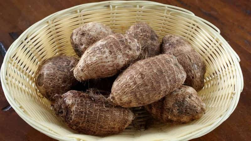 người suy thận có ăn được khoai sọ không