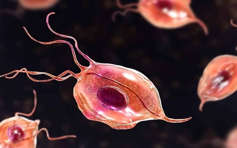 Trichomonas vagіnalis gây bệnh gì