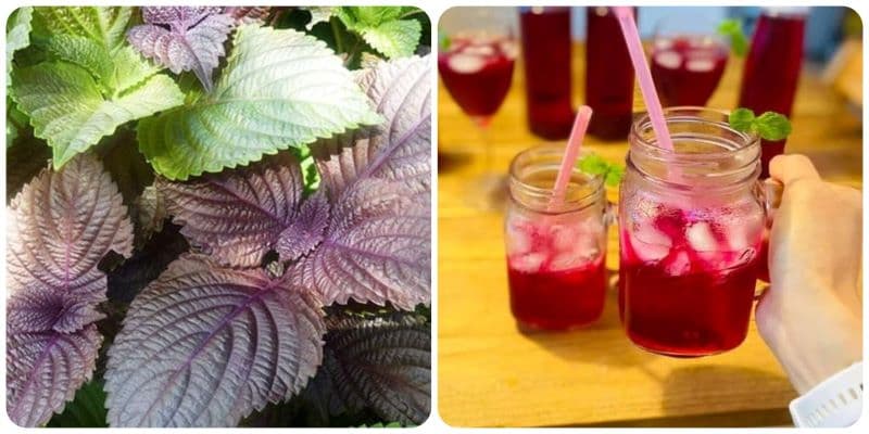 uống nước lá tía tô có tác dụng gì