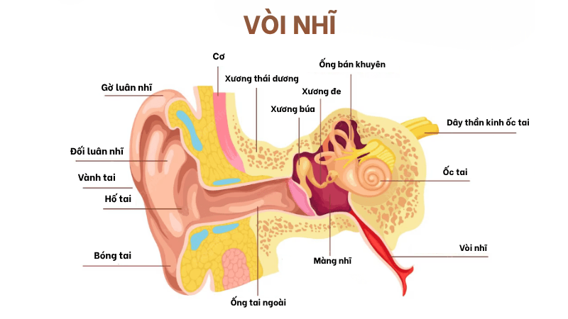 rối loạn chức năng vòi nhĩ
