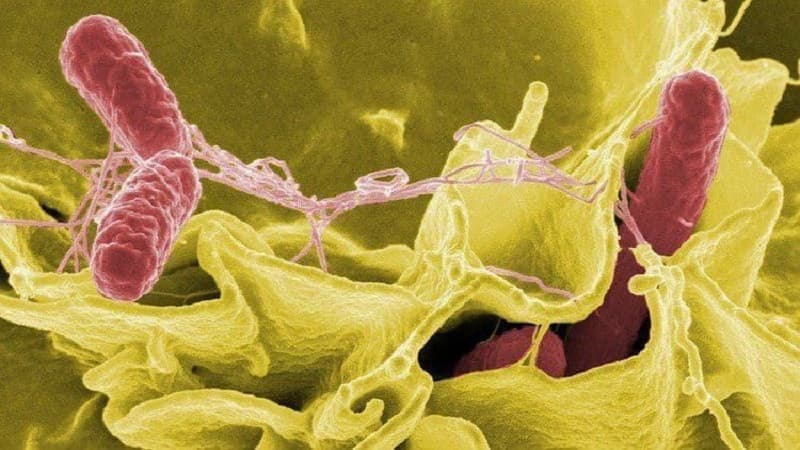 salmonella typhimurium là vi khuẩn gây bệnh gì
