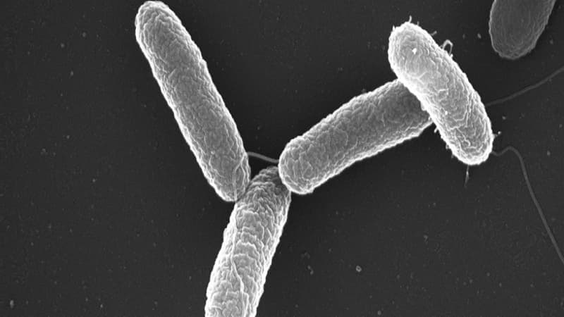 salmonella typhimurium là vi khuẩn gây bệnh gì