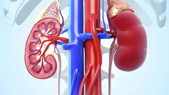 Suy thận có ăn được trứng không?