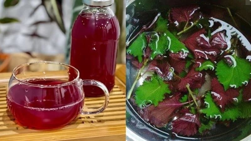 uống nước lá tía tô có tác dụng gì