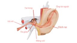 Viêm tắc vòi nhĩ có nguy hiểm không?