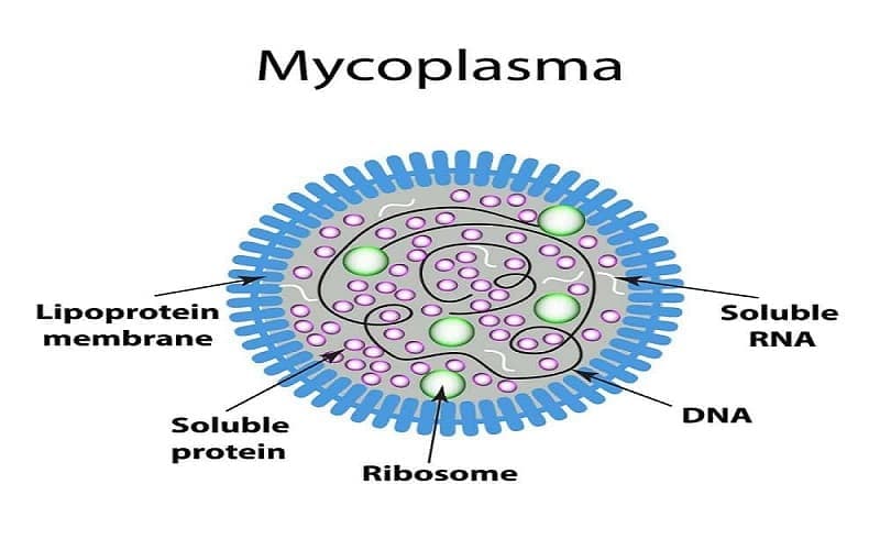 vi khuẩn mycoplasma gây bệnh gì