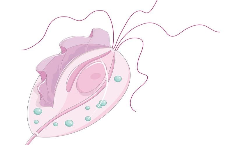 Trichomonas vagіnalis gây bệnh gì