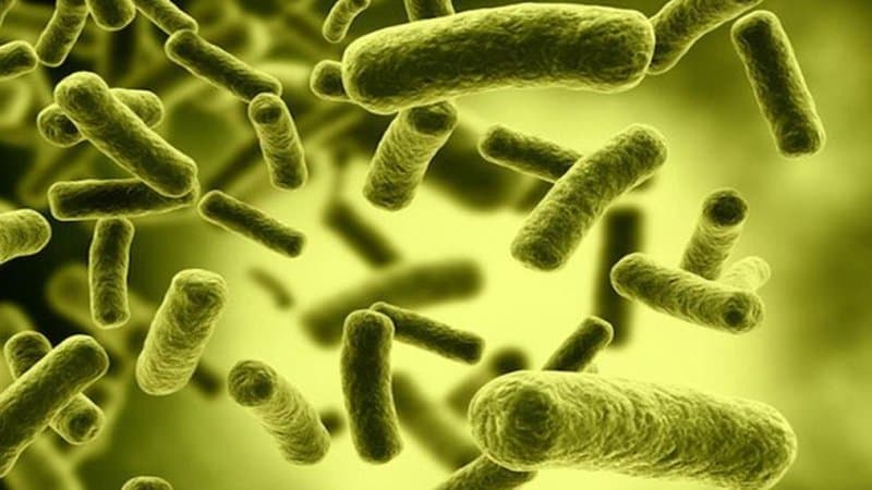thuốc giải độc tố Botulinum