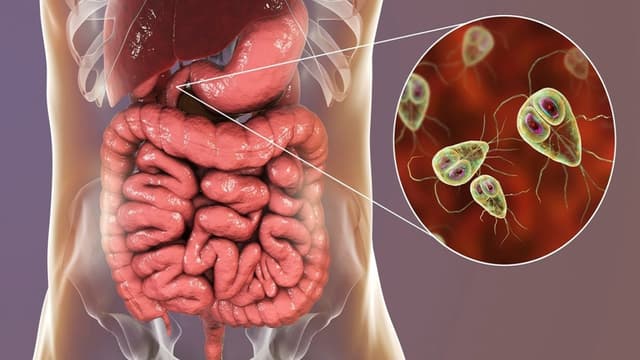 Các vi khuẩn gây bệnh đường ruột