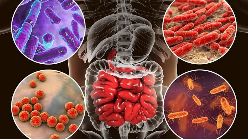 vi khuẩn gây bệnh tả