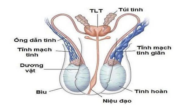 Các cấp độ giãn tĩnh mạch thừng tinh từ nhẹ đến nặng