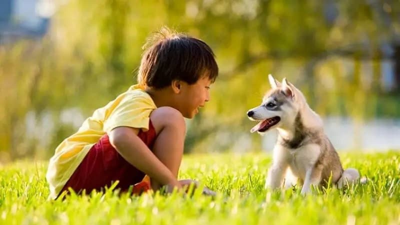 dấu hiệu bệnh sán chó mèo ở người