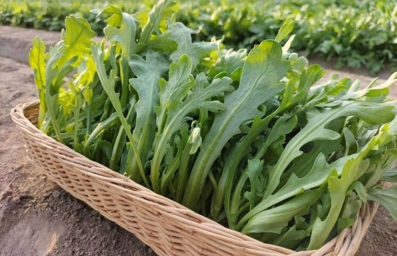 Suy thận có ăn được rau cải cúc không?   