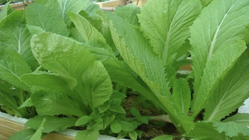 suy thận có ăn được rau cải xanh không