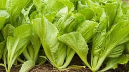 Suy thận có ăn được rau cải xanh không?