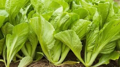 Suy thận có ăn được rau cải xanh không?