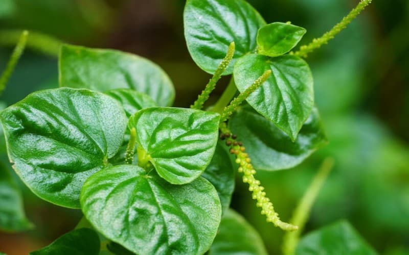suy thận ăn rau càng cua được không