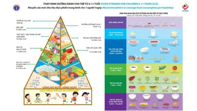 Đặc điểm tháp dinh dưỡng cho trẻ từ 6 đến 11 tuổi