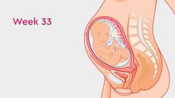 Chu vi vòng bụng thai nhi 33 tuần bao nhiêu?