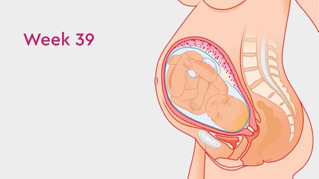 Chu vi vòng bụng thai nhi 39 tuần bao nhiêu?
